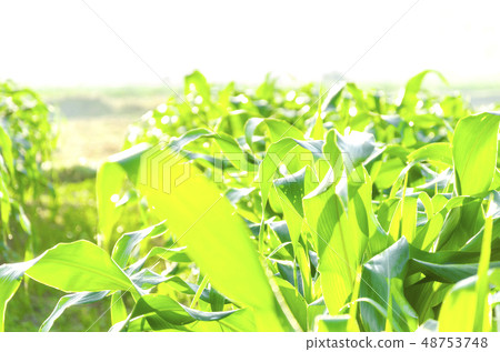 close up photo of corn plants 48753748