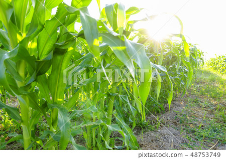 close up young corn seedling grows with sunshine close up young corn seedling grows with sunshine 48753749