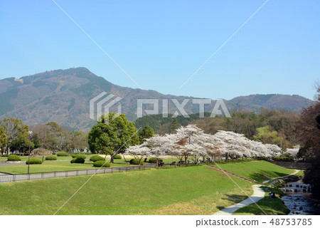 Hiei山和Sakura 48753785