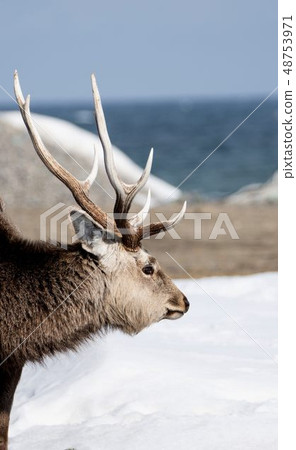 Ezo deer Ezo deer 48753971