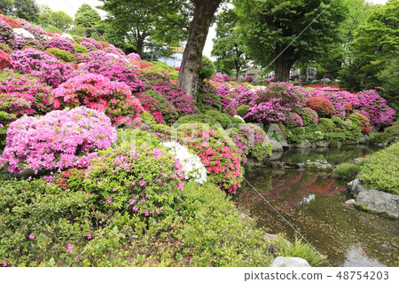 Japanese garden full bloom azalea Japanese garden full bloom azalea 48754203