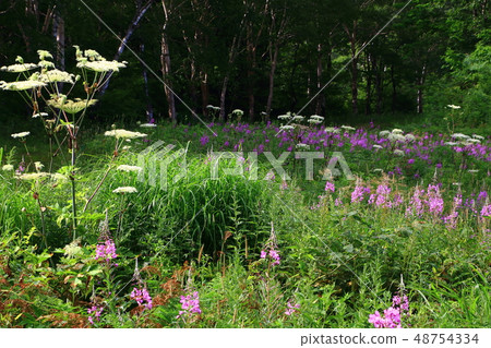 Yanagiran花 48754334