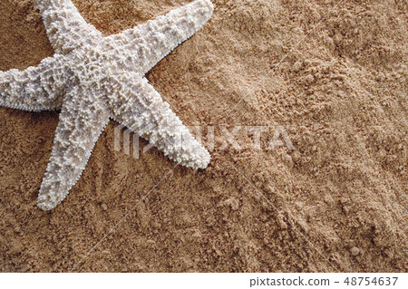 Sstarfish on sand 48754637