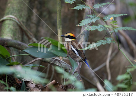 Adult female Malayan banded pitta  48755117