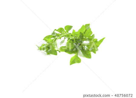 watercress isolated on white background 48756072
