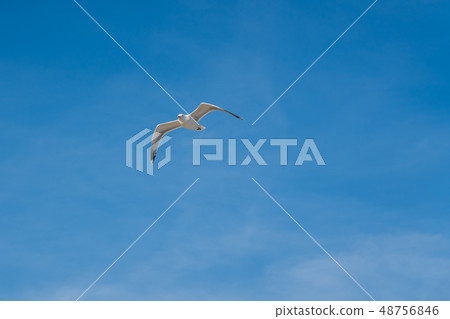 The flying seagull The flying seagull 48756846