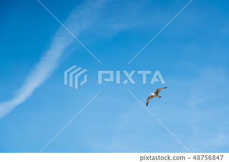 The flying seagull 48756847
