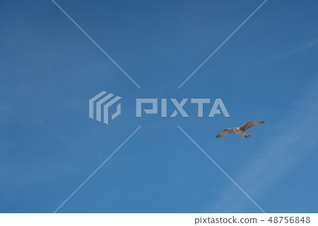 The flying seagull The flying seagull 48756848