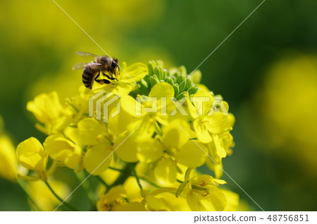 Rape flowers and bees ① Rape flowers and bees ① 48756851