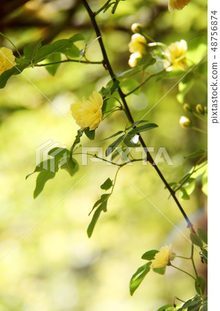 Rose _ kimokkou rose 48756874