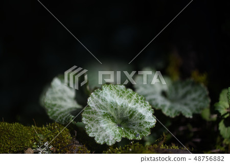 Yukinoshita離開 48756882