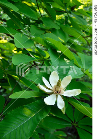 Park tree (Hoonoki) 48756969