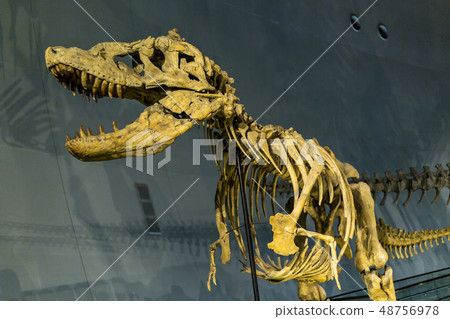 Dinosaur fossil 48756978