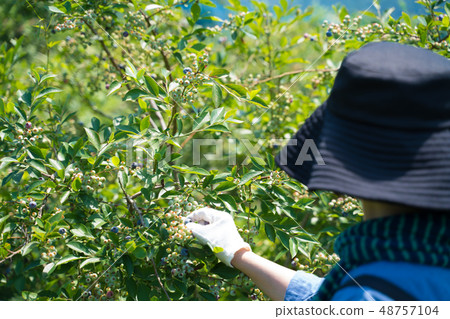 藍莓 48757104