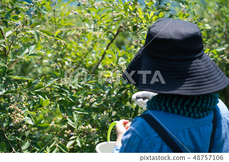 blueberry blueberry 48757106