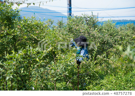 blueberry blueberry 48757278