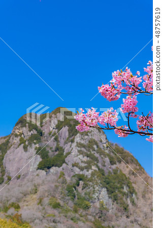 靜岡縣伊豆之國市城山和河津河沿岸的河津櫻 靜岡縣伊豆之國市城山和河津河沿岸的河津櫻 48757619