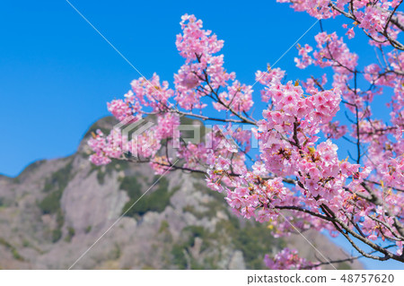 靜岡縣伊豆之國市城山和河津河沿岸的河津櫻 靜岡縣伊豆之國市城山和河津河沿岸的河津櫻 48757620