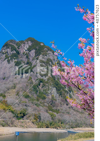 靜岡縣伊豆之國市城山和河津河沿岸的河津櫻 靜岡縣伊豆之國市城山和河津河沿岸的河津櫻 48757623