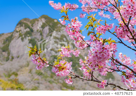 靜岡縣伊豆之國市城山和河津河沿岸的河津櫻 靜岡縣伊豆之國市城山和河津河沿岸的河津櫻 48757625