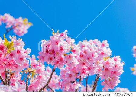 Kawazu cherry early spring image 48757704
