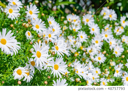 瑪格麗特 48757793