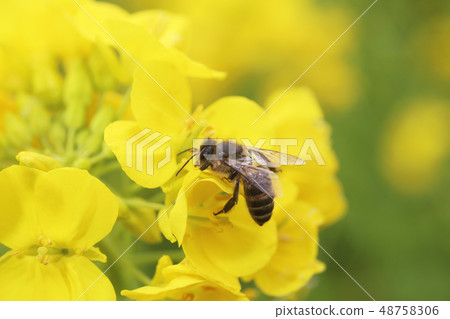 Japanese honeybee and rape blossoms 48758306