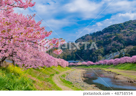 Kawazu cherry blossoms along the Aono River, Minami-Izu-cho, Kamo-gun, Shizuoka Prefecture Minami Sakura and rape blossoms festival 48758554