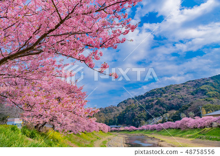 Kawazu cherry blossoms along the Aono River, Minami-Izu-cho, Kamo-gun, Shizuoka Prefecture Minami Sakura and rape blossoms festival 48758556