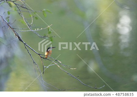 Kingfisher perching on a branch Kingfisher perching on a branch 48758635