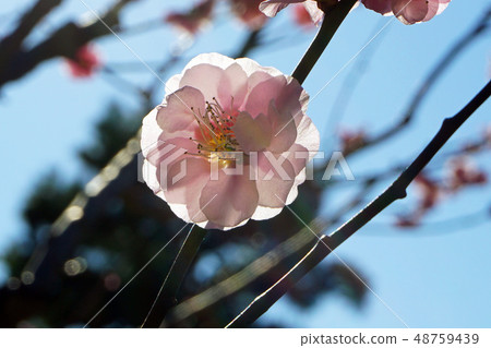 The beauty of plum petals The beauty of plum petals 48759439
