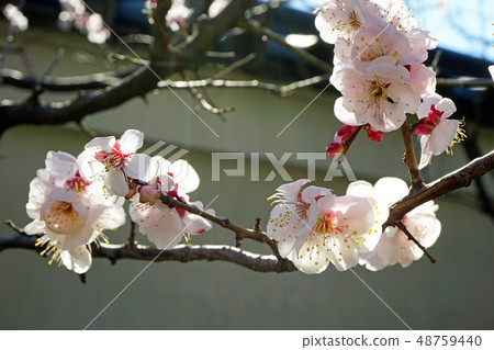 合唱到梅花的春天 合唱到梅花的春天 48759440