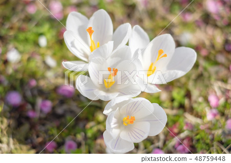 Crocus flower 48759448