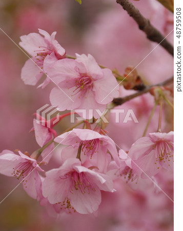 Cherry tree in full bloom Cherry tree in full bloom 48759508