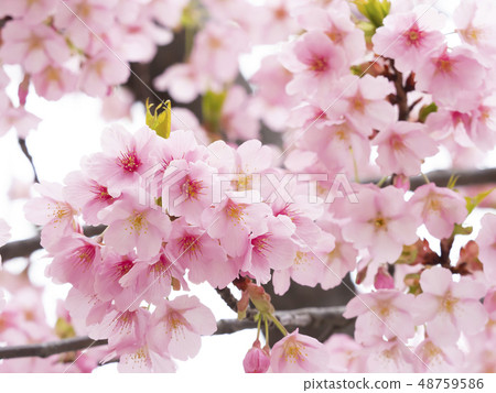 Sakura Up 48759586