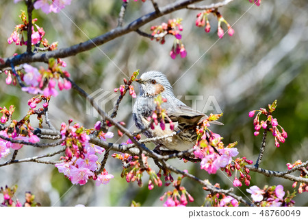 Brown faced with cherry tree Brown faced with cherry tree 48760049