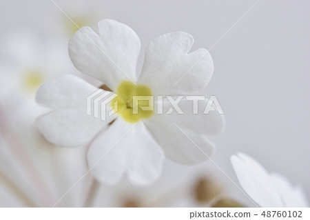 報春花 48760102