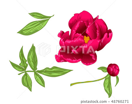 Vector Red Peony floral botanical flower. Red and green engraved ink art. Isolated peony Vector Red Peony floral botanical flower. Red and green engraved ink art. Isolated peony 48760271