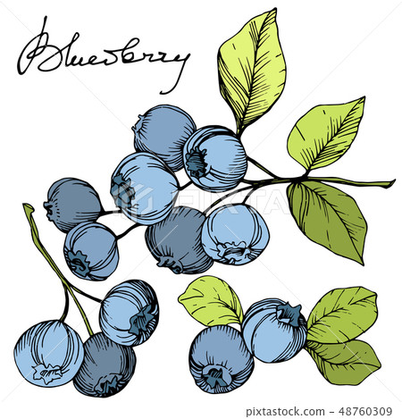 Vector Blueberry green and blue engraved ink art. Berries and green leaves. Isolated blueberry Vector Blueberry green and blue engraved ink art. Berries and green leaves. Isolated blueberry 48760309