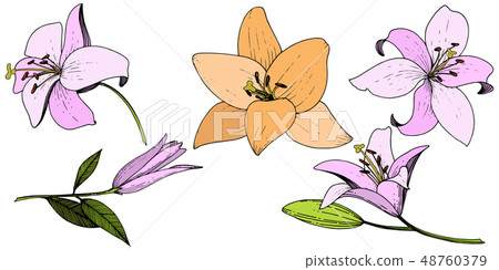 Vector Pink and orange lily floral botanical flower. Engraved ink art. Isolated lilies illustration Vector Pink and orange lily floral botanical flower. Engraved ink art. Isolated lilies illustration 48760379