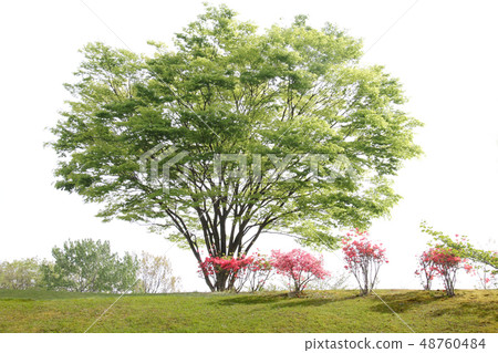 Fresh green Fresh green 48760484