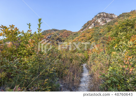 Forest, Cheonboksan, Yangju, Gyeonggi-do 48760643