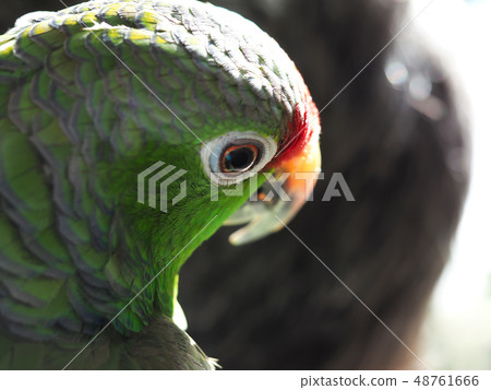 Amazon green parrot portrait close up. Amazon green parrot portrait close up. 48761666