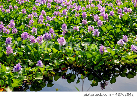 Water hyacinth flowers Water hyacinth flowers 48762042