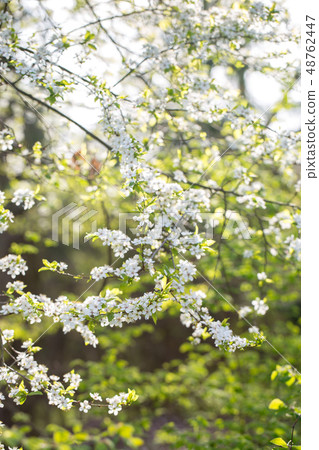 plum blossoms in spring plum blossoms in spring 48762447