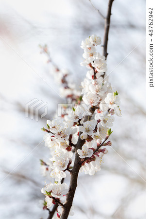 Flowering apricot branch in spring 48762942