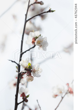 Apricot flowering in spring Apricot flowering in spring 48762944