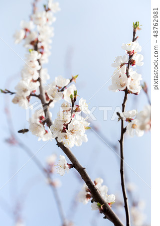 spring apricot orchard spring apricot orchard 48762981