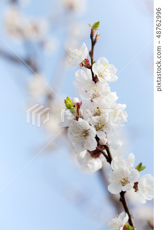 Apricot against a blue sky Apricot against a blue sky 48762996