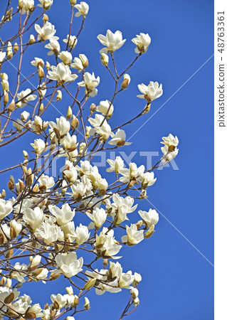 Haku Mokuren(Shiraki Ren) Haku Mokuren(Shiraki Ren) 48763361